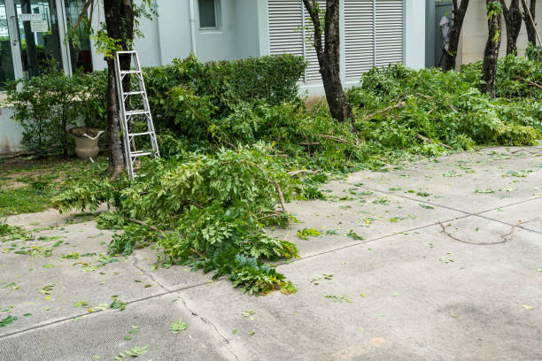 Best Tree Maintenance Programs  in Glenns Ferry, ID