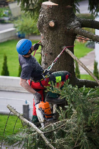 Best Tree Risk Assessment  in Glenns Ferry, ID